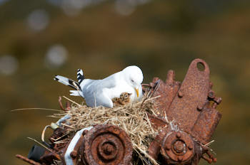 Oiseaux de mer<br>NIKON D300S, 700 mm, 280 ISO,  1/1250 sec,  f : 8 